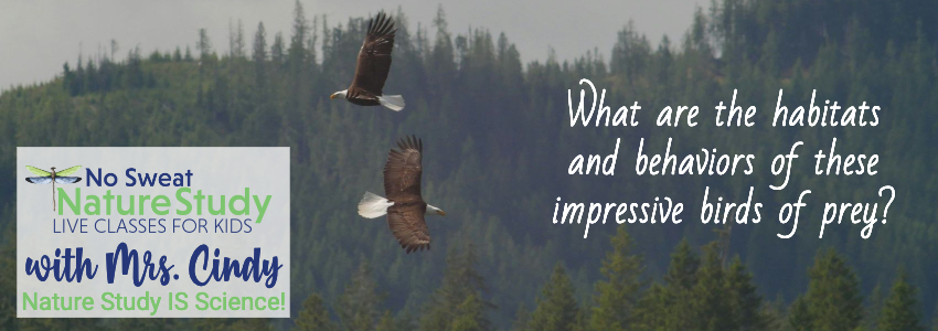 Two eagles soaring with mountains in the background with text as an advertisement for a video class about bald eagles