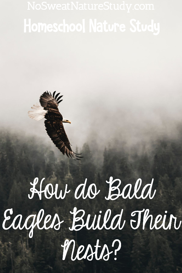 Bald Eagle soars with misty mountains in the background