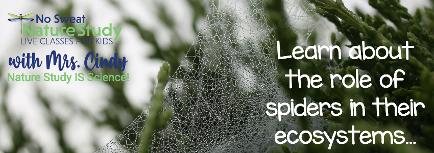 Spider web on a tree with text as an advertisement for a video class about a cobweb christmas