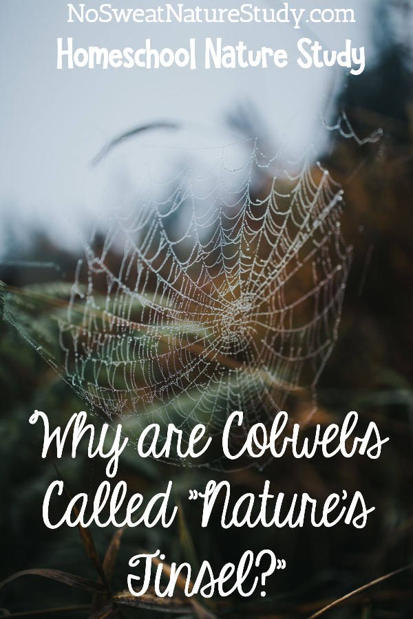 Cobweb in nature with dew hanging on it.