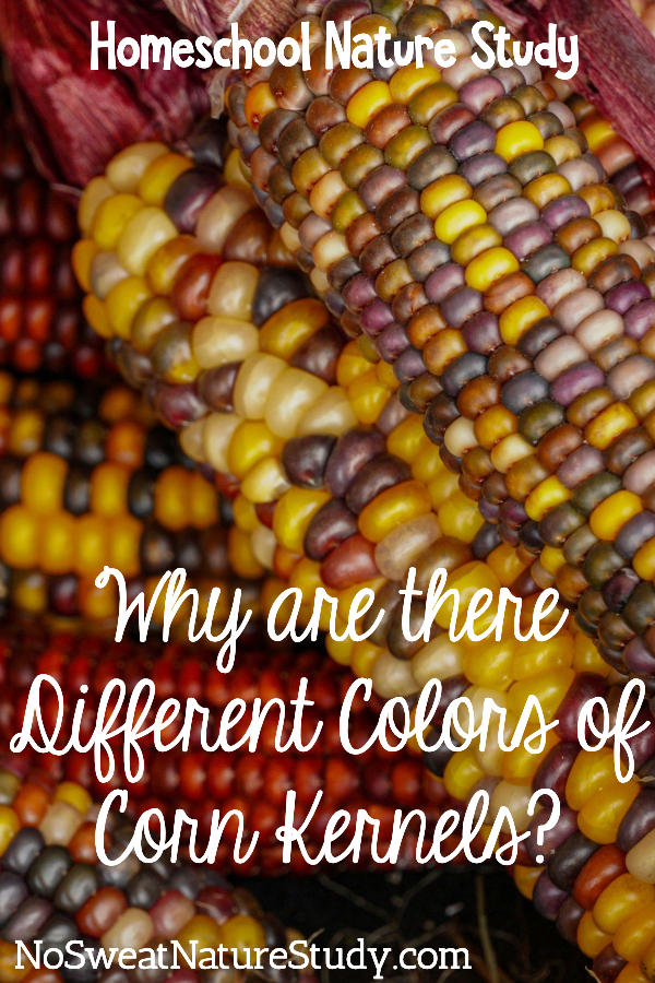 Multi-color corn kernels on their cobs