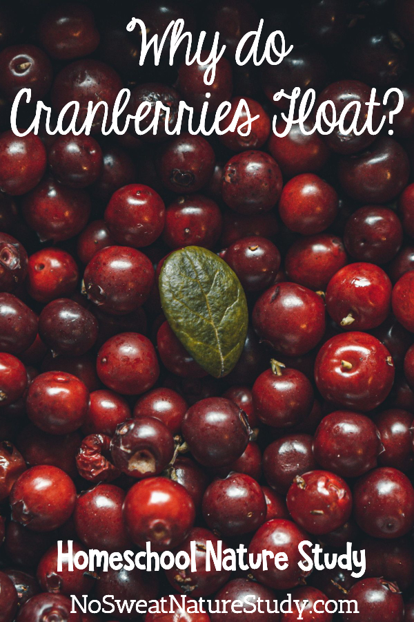 Cranberries floating in water with a green leaf on top.