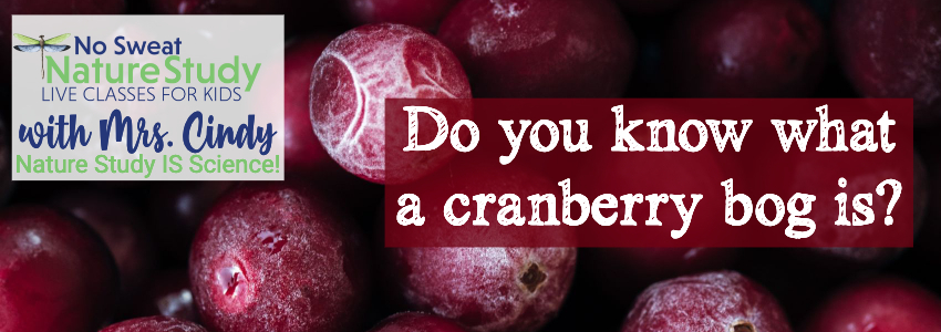 Cranberries heaped together with text as an advertisement for a video class about cranberries