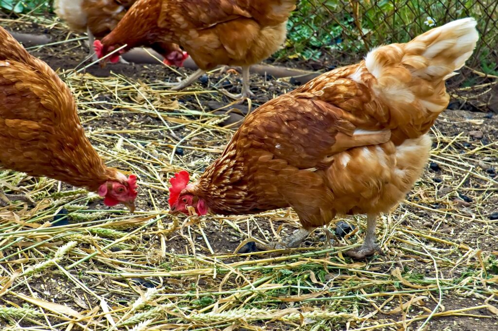 red chickens pecking in the straw on the ground