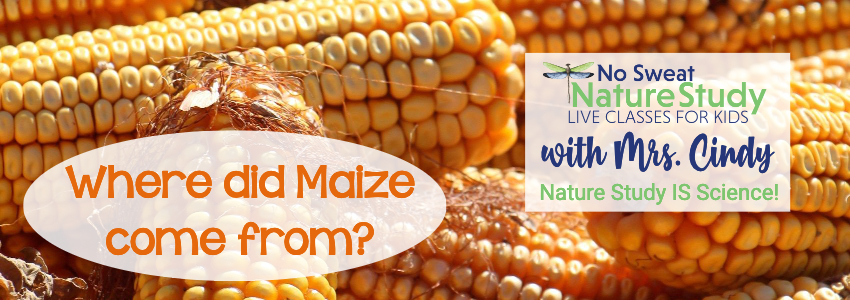 Cobs of dry corn with text as an advertisement for a video class about Maize
