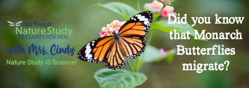 Monarch butterfly on leaf with text as an advertisement for a video class about monarch butterflies