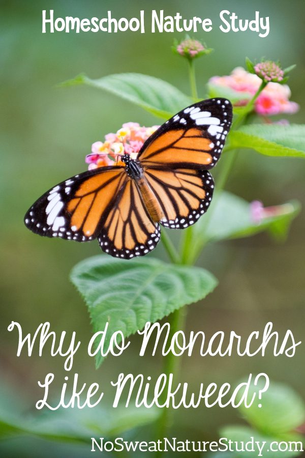 Orange monarch butterfly on a pink flower