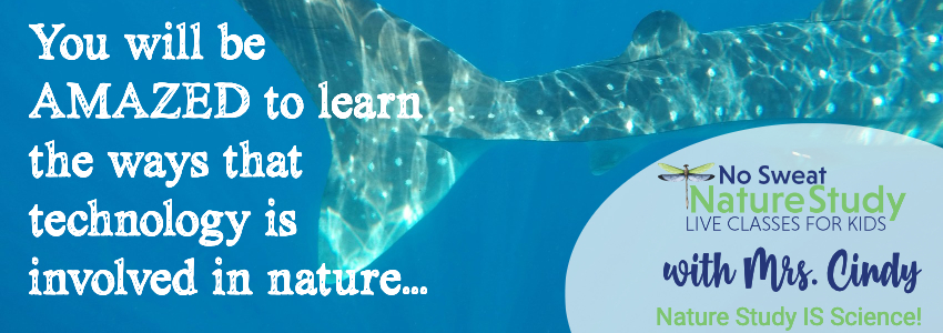Dolphin tail in ocean water with text as an advertisement for a video class about technology in nature