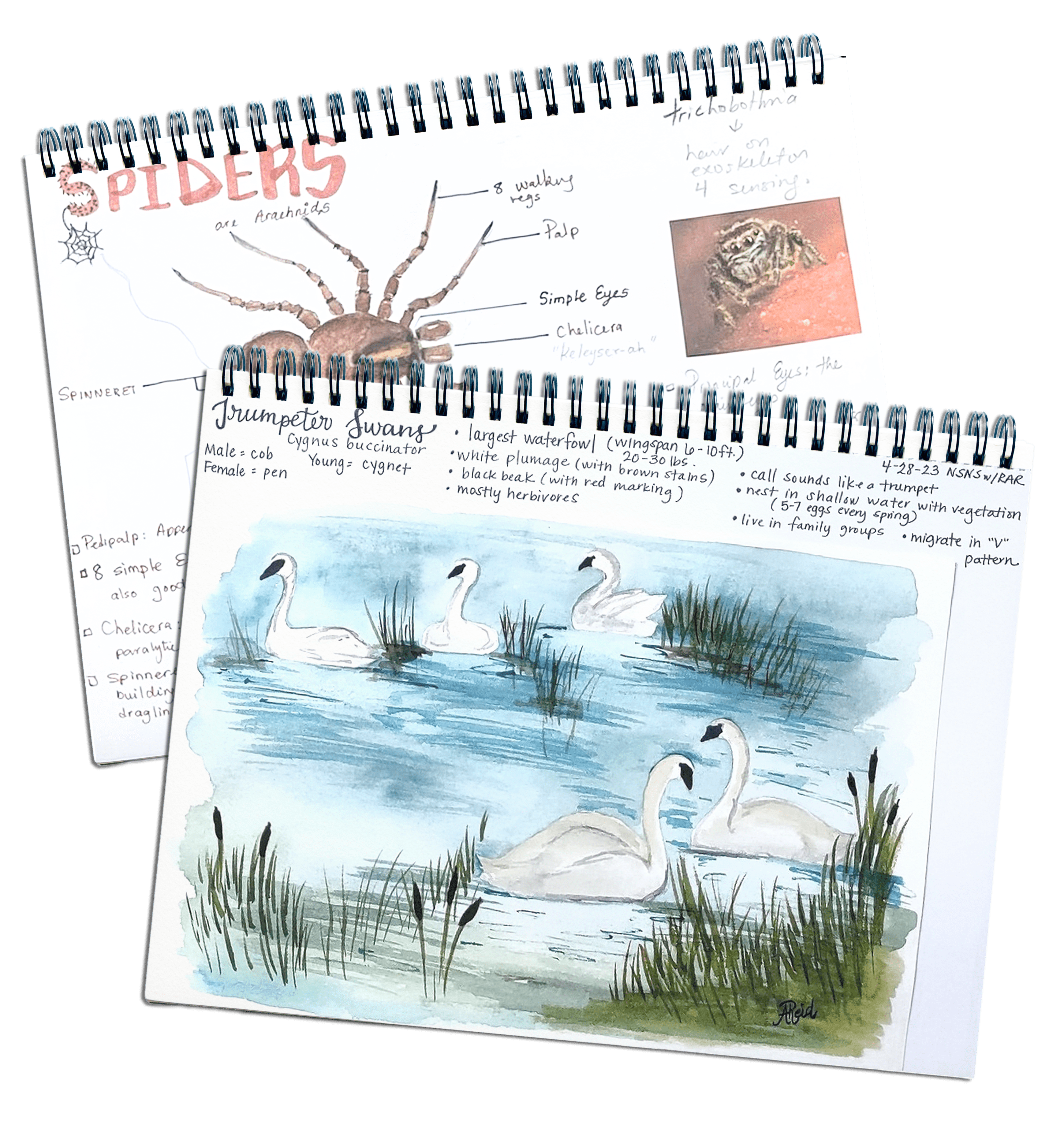 Nature journal pages created by kids