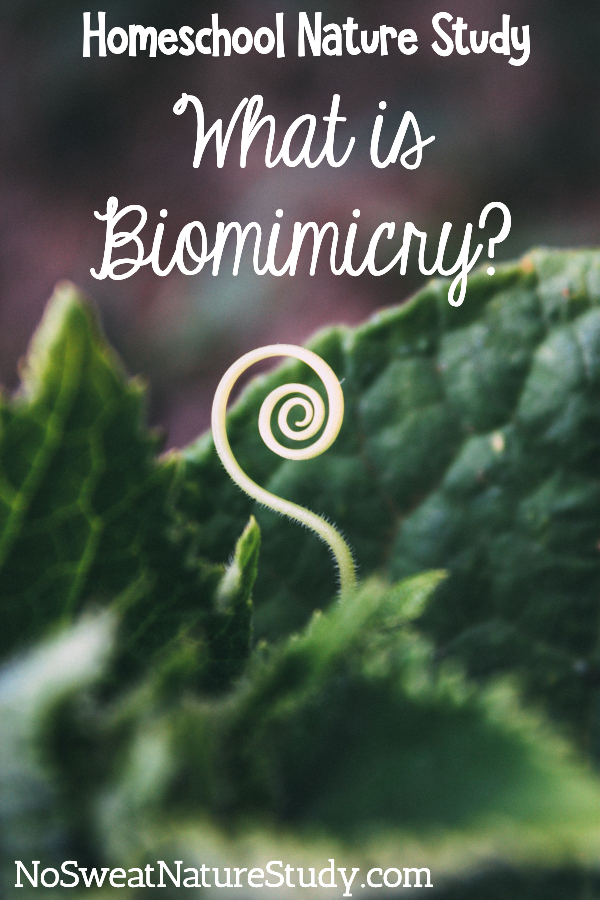 Stem of a leaf curls in a circular pattern