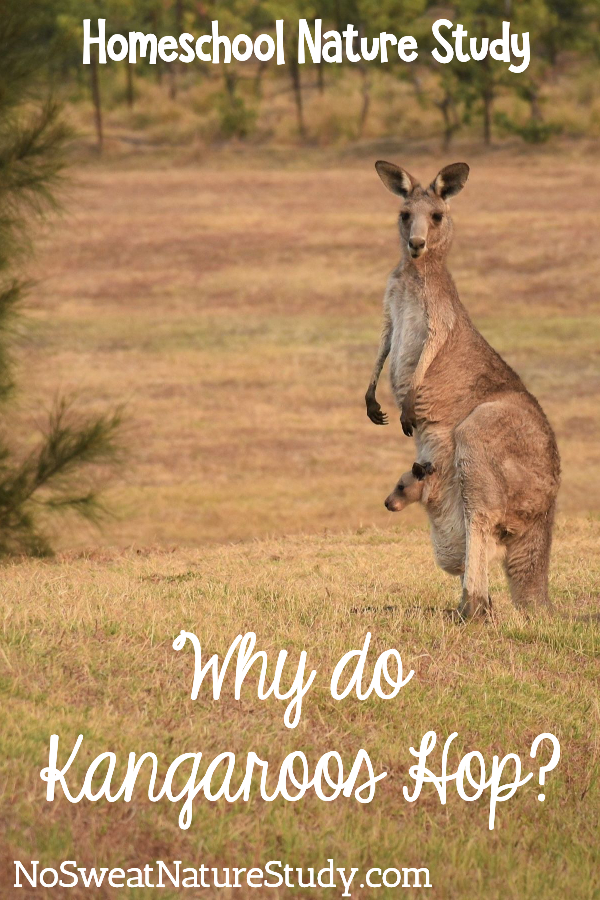 Kangaroo with joy in her pouch looks at the camera