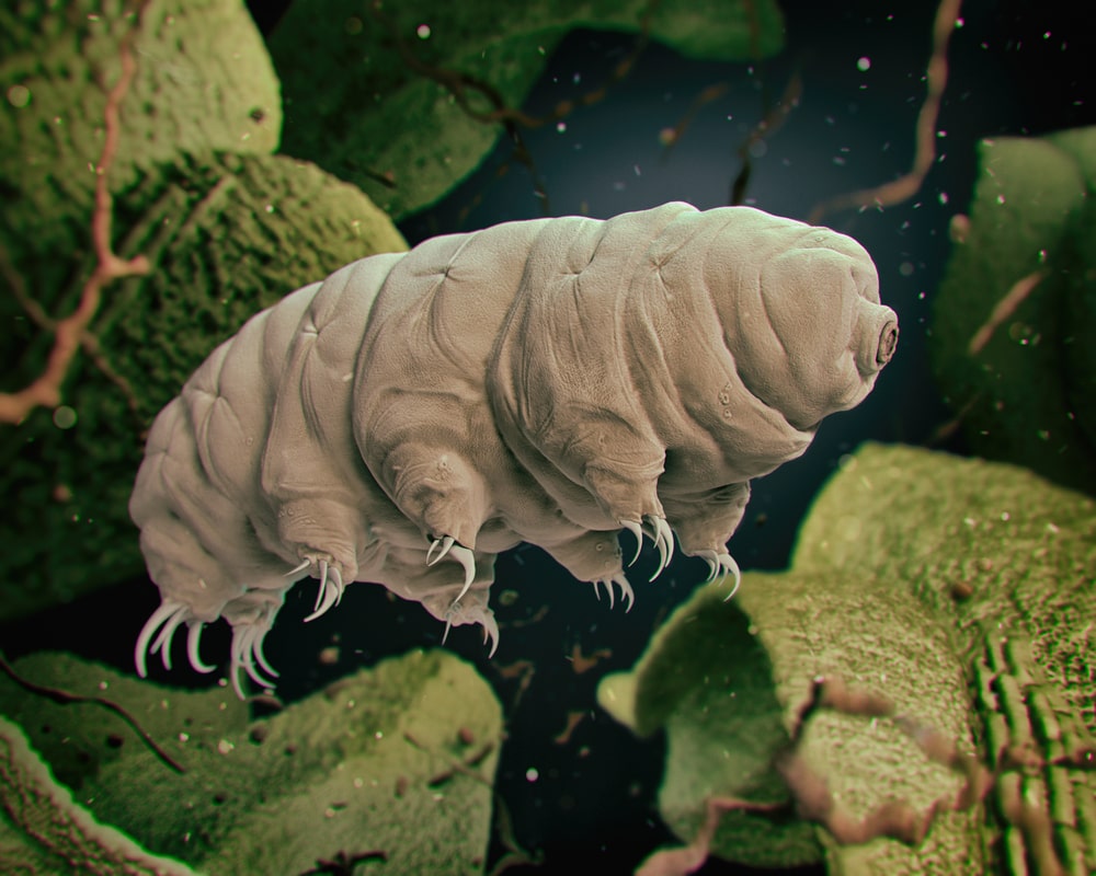 tardigrade