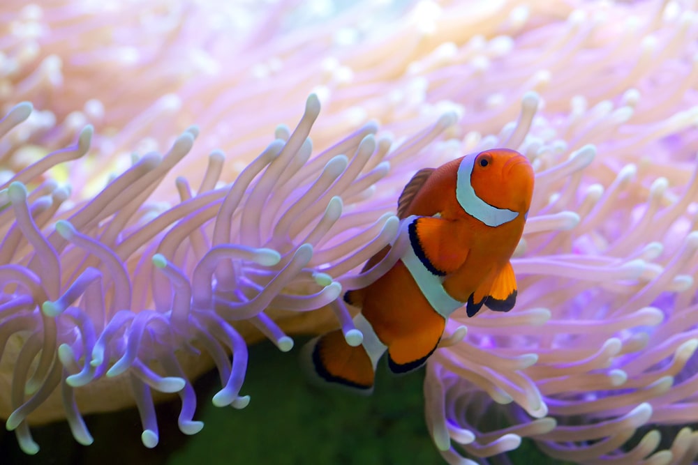 clownfish in sea anemone tentacles