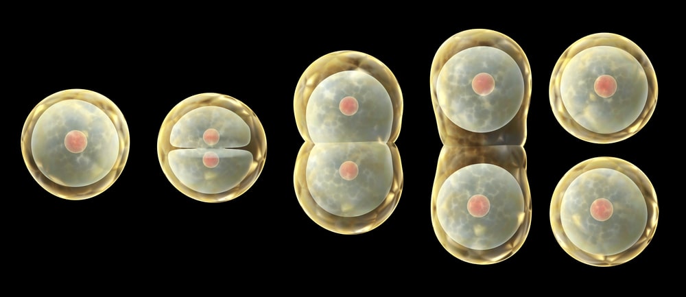 illustration of cell division on black background