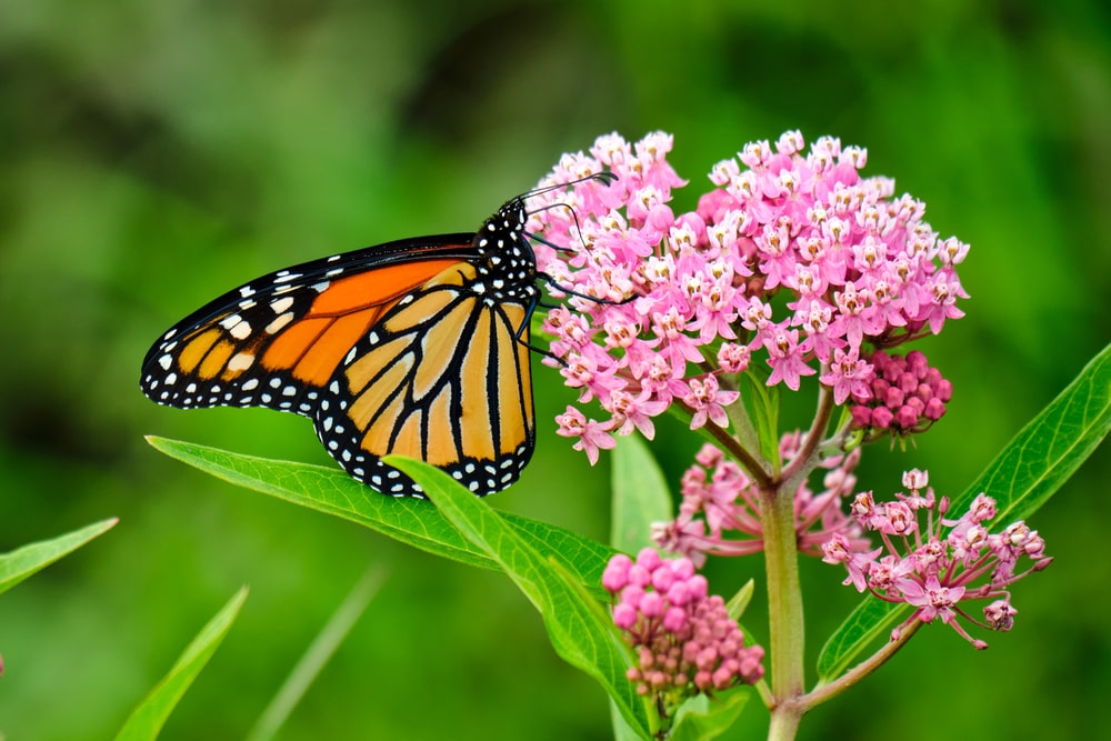 monarch butterfly sipping nectar from pink milkweed