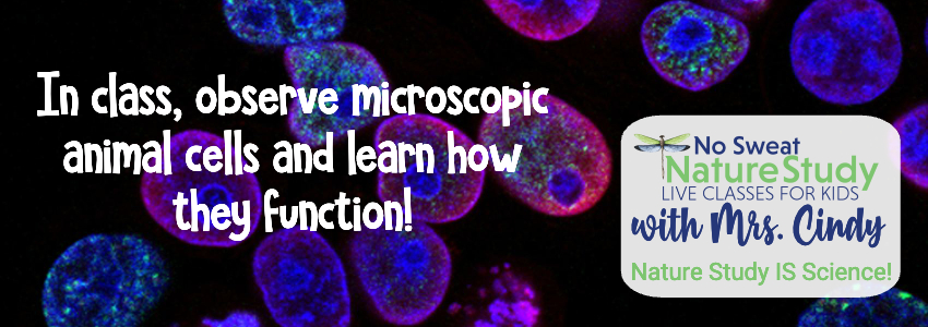 illustration of colorful cells floating on a black background