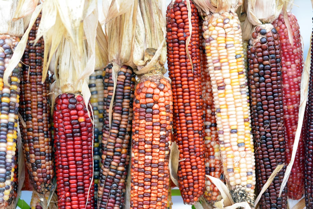 ears of multi-colored dried corn