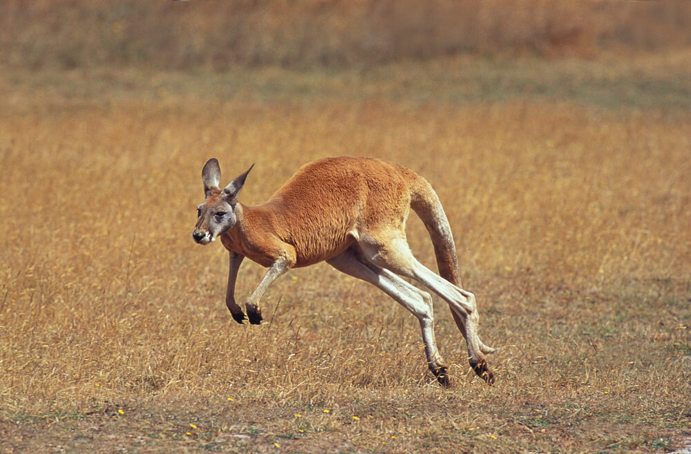 kangaroo hopping in a grassland