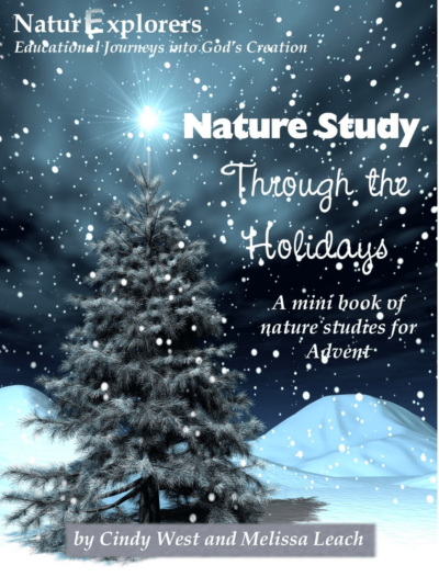 evergreen tree with snowy night background