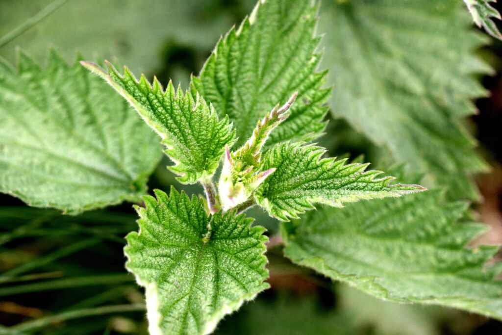 green stinging nettle leaves