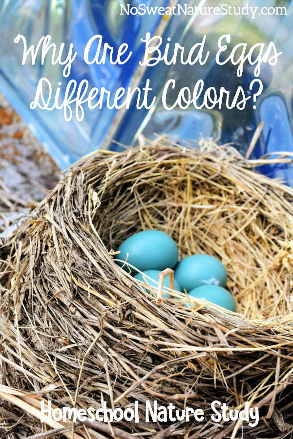 Bird nest with bright blue eggs. For a blog post about an egg-laying animals podcast.