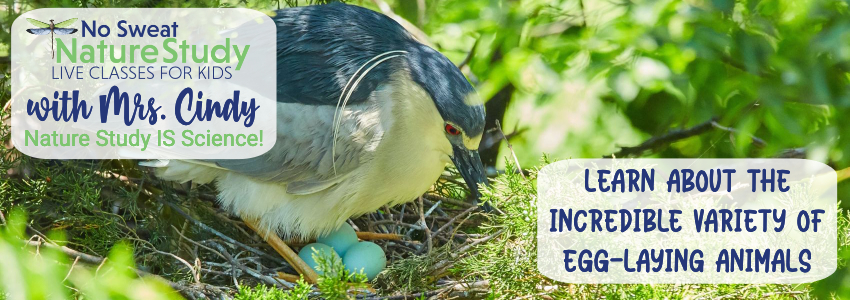 Bird lays on a nest if blue eggs. Banner is an advertisement about an egg-laying animal class.