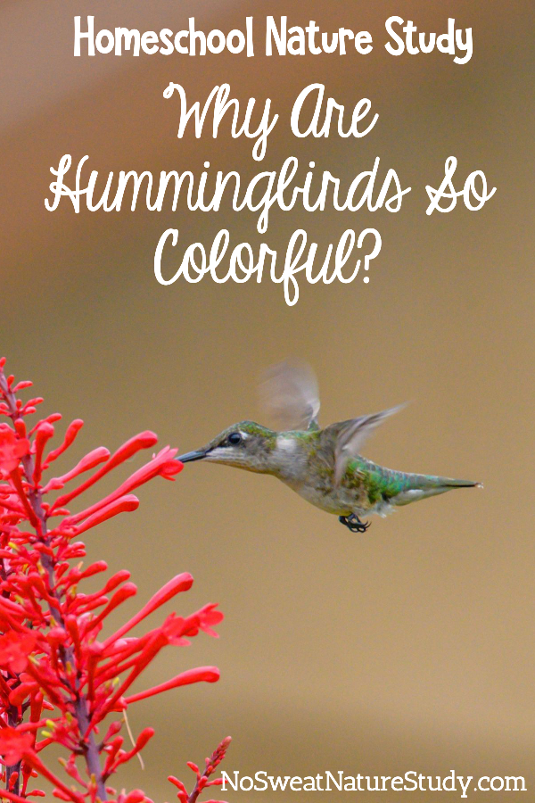 Hummingbird hovers and sips from a red flower. Image is for a podcast post about hummingbirds.