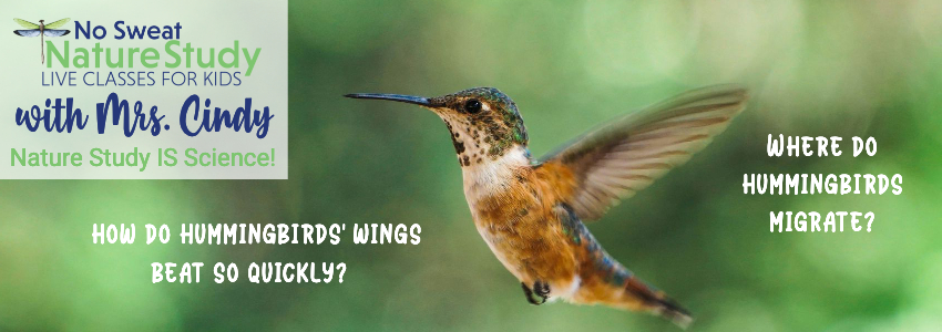 Hummingbird fluttering. Image is used for an advertisement for a class about hummingbirds.