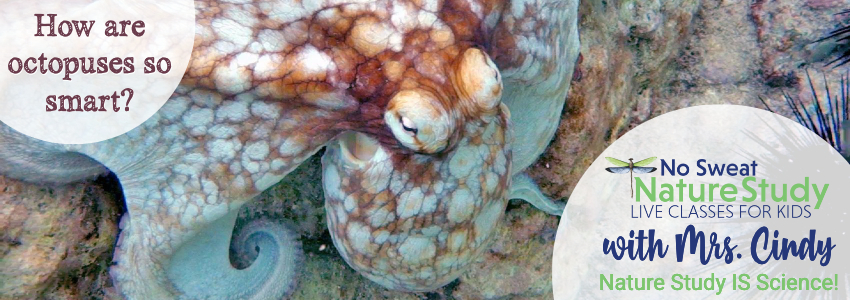 Octopus on the ocean floor. Image is an advertisement for a class about octopuses