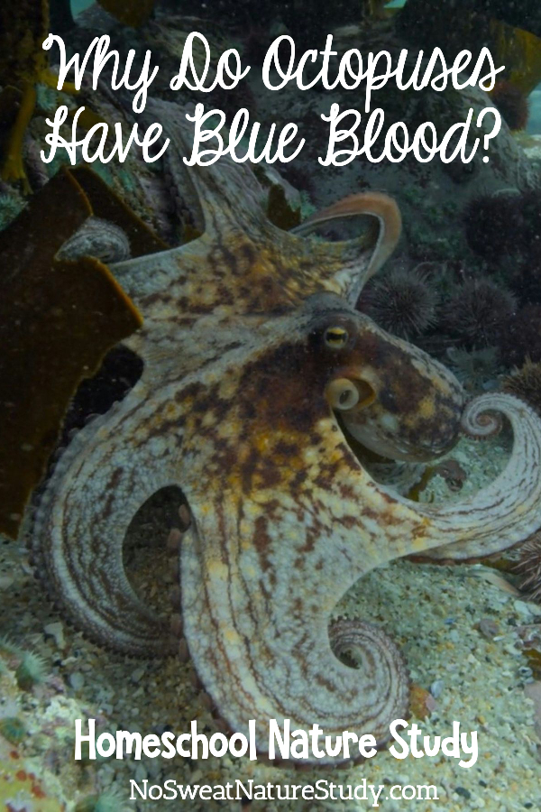 Octopus on the ocean floor. Image is for a podcast about octopuses.