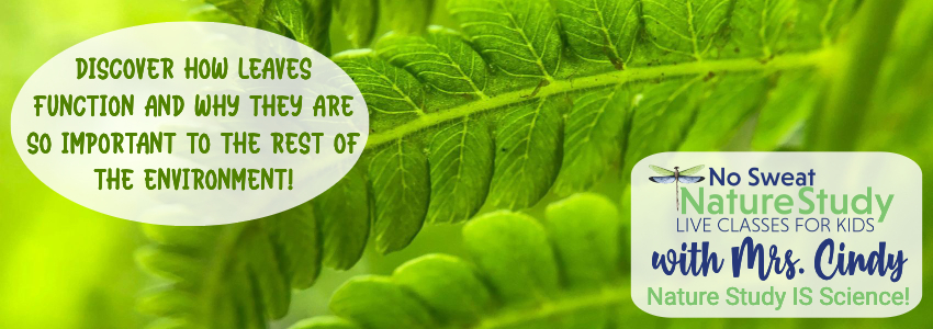 Beautiful green leaves. Image is used as an advertisement for a class about parts of a leaf.