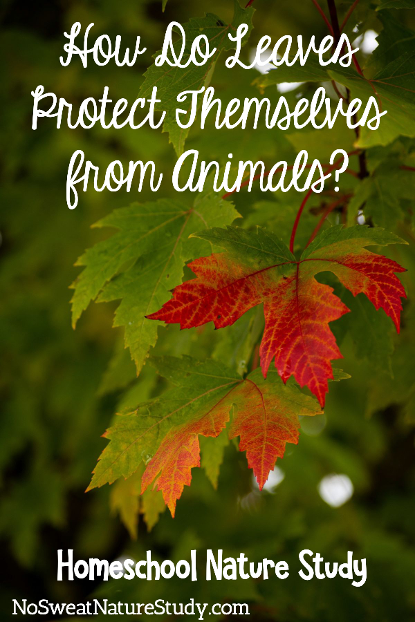 Green leaves twinged with red and orange on the ends. Pinable for a podcast post about leaves.