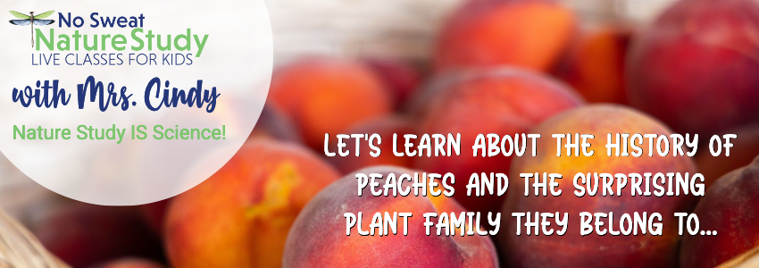 Bright peaches sitting in a basket. Image is used for an advertisement about peaches.