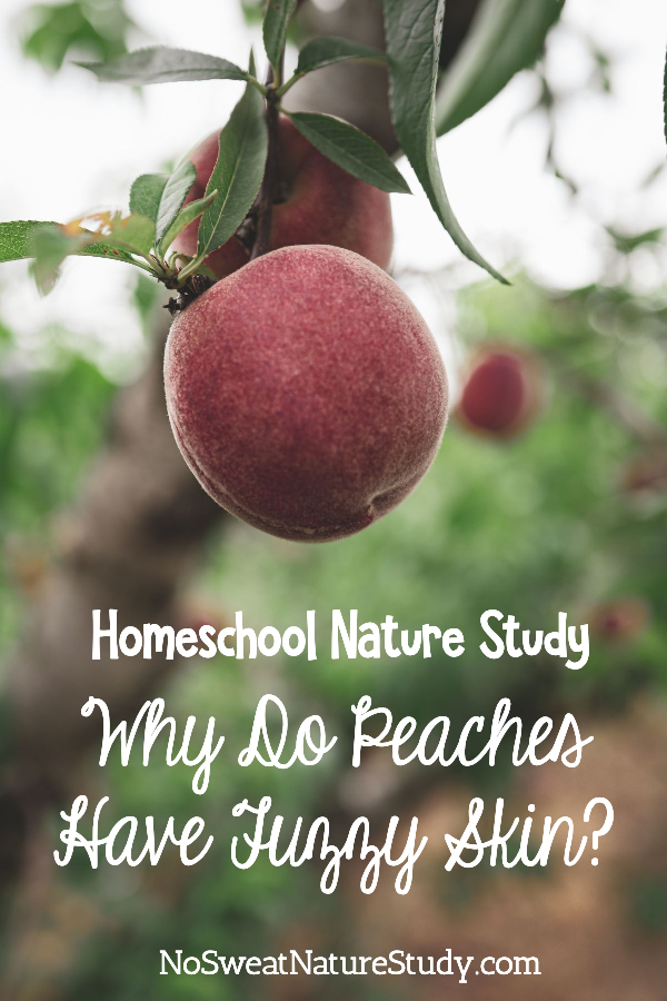 Peach hanging from a tree. Image is for a podcast blog post about peaches