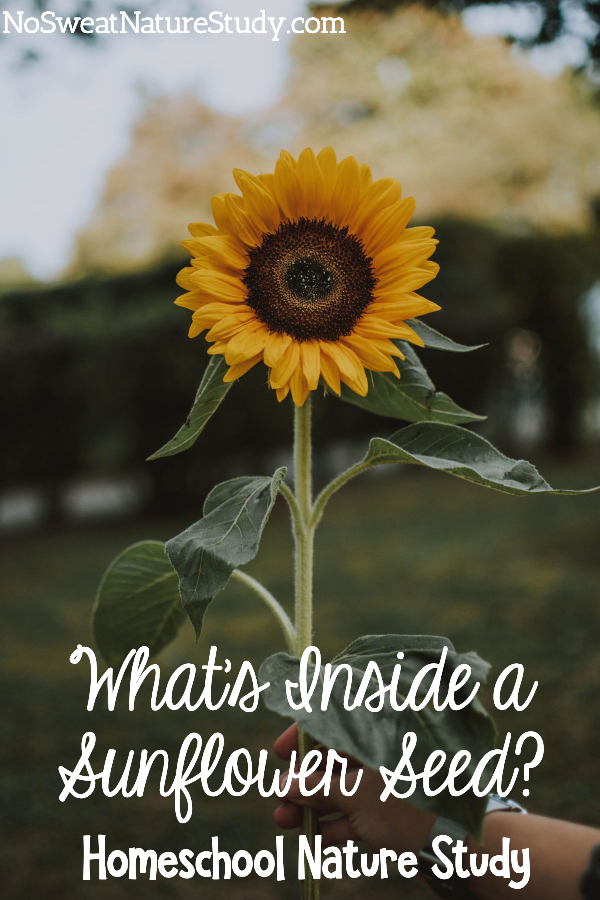 Hand holding a single sunflower. Image for a podcast about sunflowers