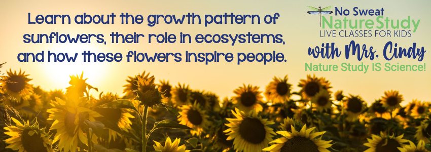 Field of sunflowers. Used as an advertisement for a class about sunflowers.