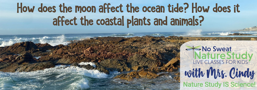 Little bit of land out in the ocean. Image used as an advertisement about tides.