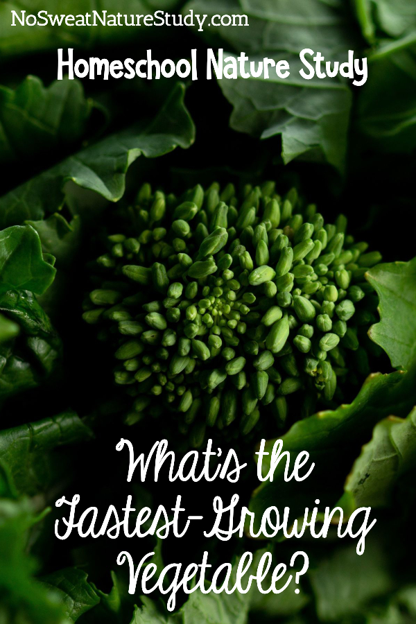 Broccoli floret for a podcast blog post about true vegetables