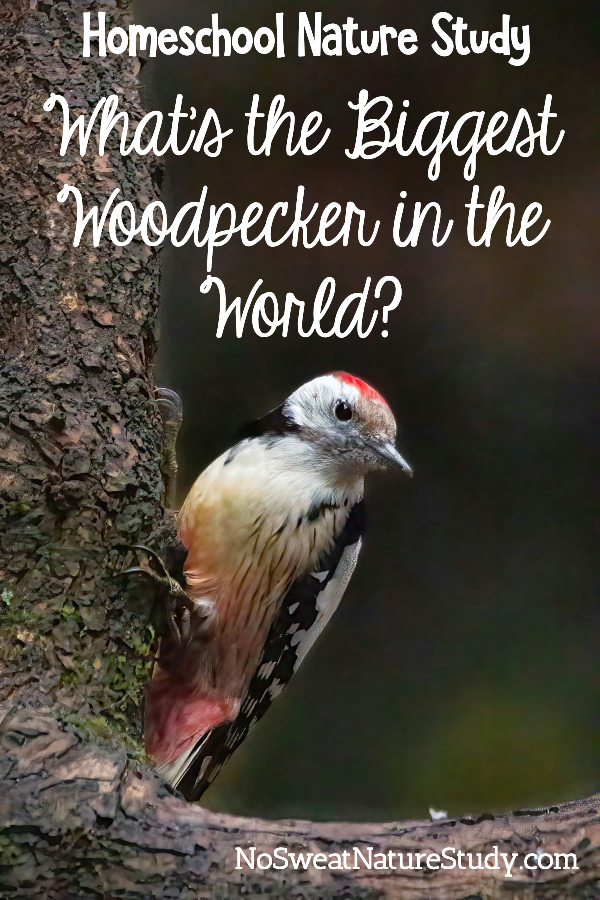 Woodpecker on a tree trunk. Image for a post about a woodpecker podcast.