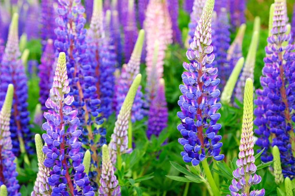 purple blooming lupines in a field.