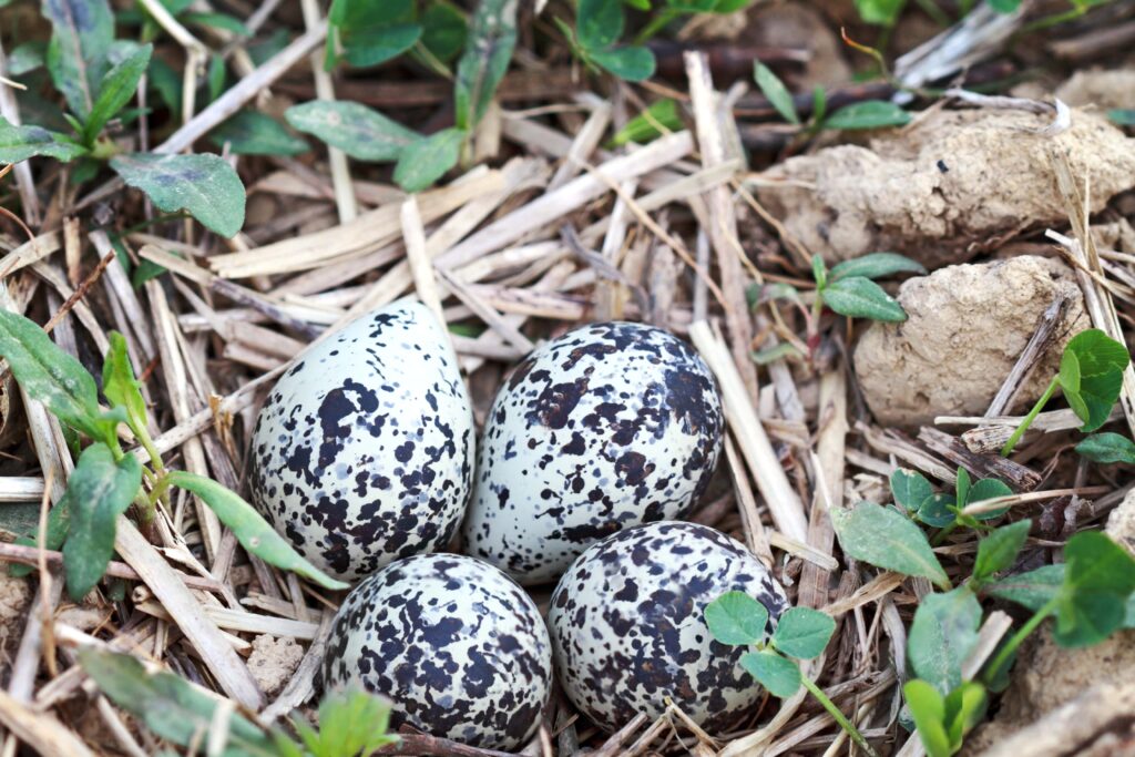 killdeer nest with four brown-speckled eggs