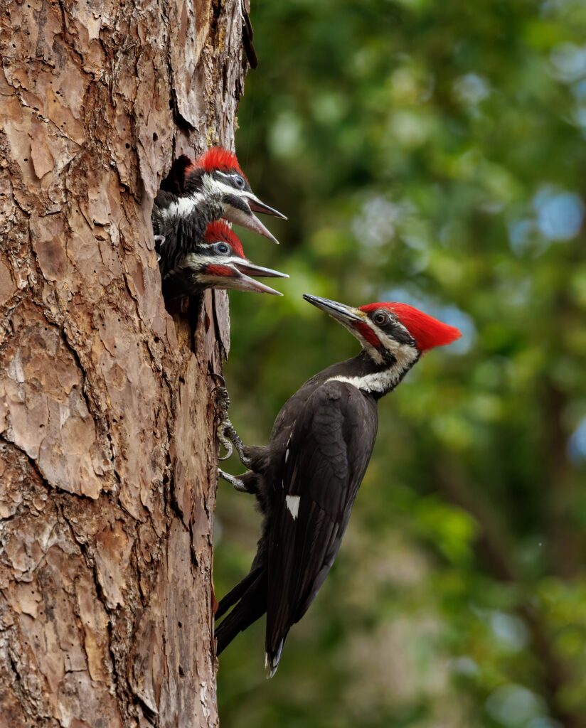 black, red, and white pileated woodpecker feeding two babies poking heads from a hole in a tree trunk