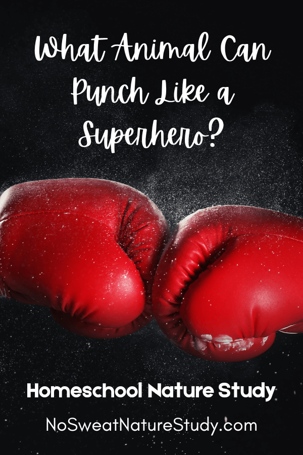 a picture of two bright red boxing gloves punching into each other with dust flying out with text overlay "What Animals Can Punch Like a Superhero?"
