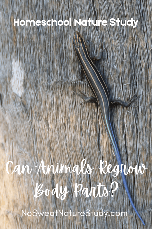 a picture of a blue-tailed skink climbing up the trunk of a tree with text overlay that says "Can Animals Regrow Body Parts?"