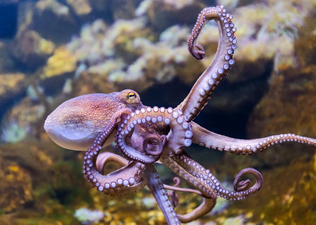 purplish octopus swimming in ocean near reef
