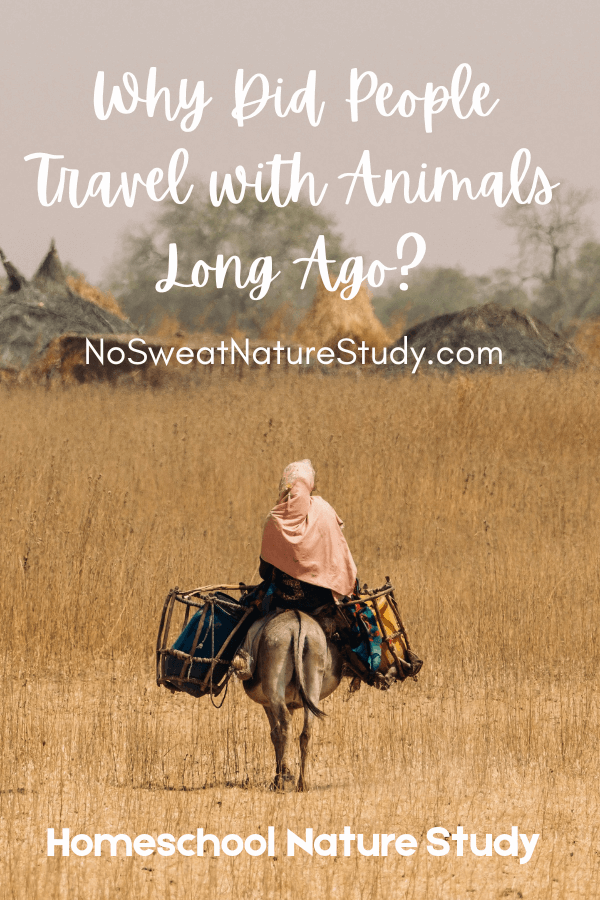 a picture of a woman with her head covered by a shawl riding through a dry field on a donkey that has baskets on either side of it with the text overlay "Why Did People Travel with Animals Long Ago?"