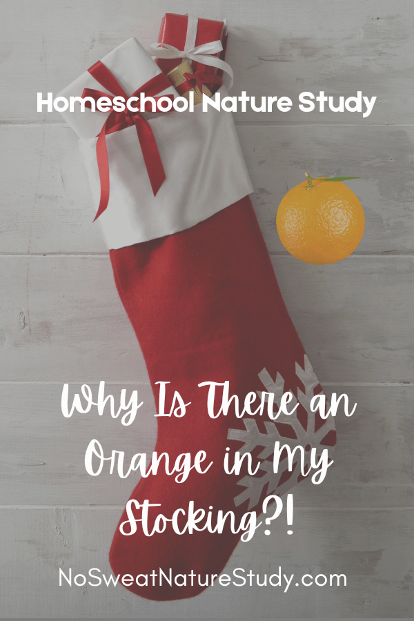 a picture of a Christmas stocking with an orange next to it with the text overlay "Why is There an Orange in My Stocking?"