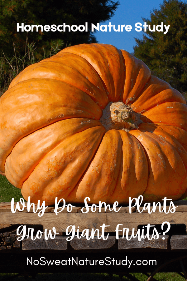 a picture of a giant pumpkin with the text overlay "Why Do Some Plants Grow Giant Fruits"?