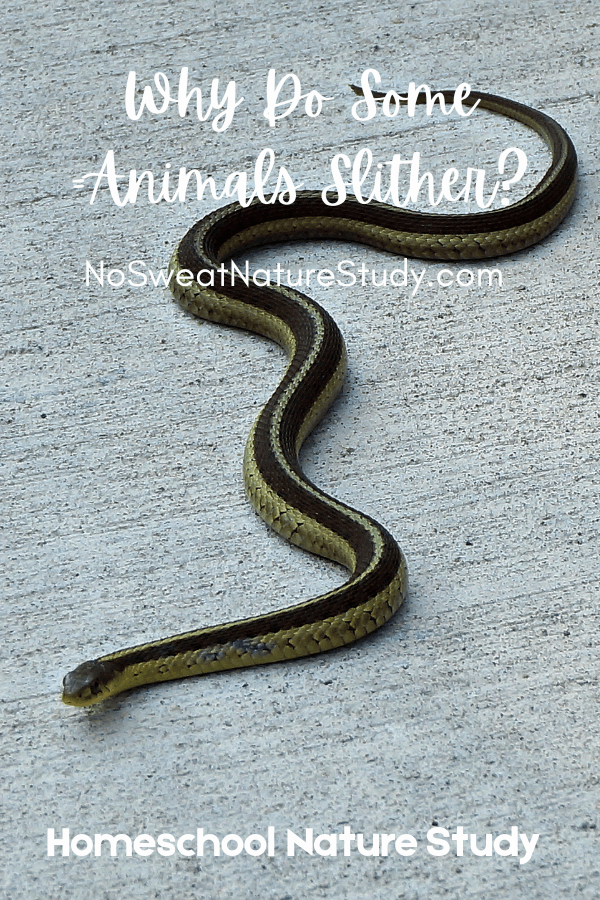 a green and black snake slithering with the text overlay "Why Do Some Animals Slither?"