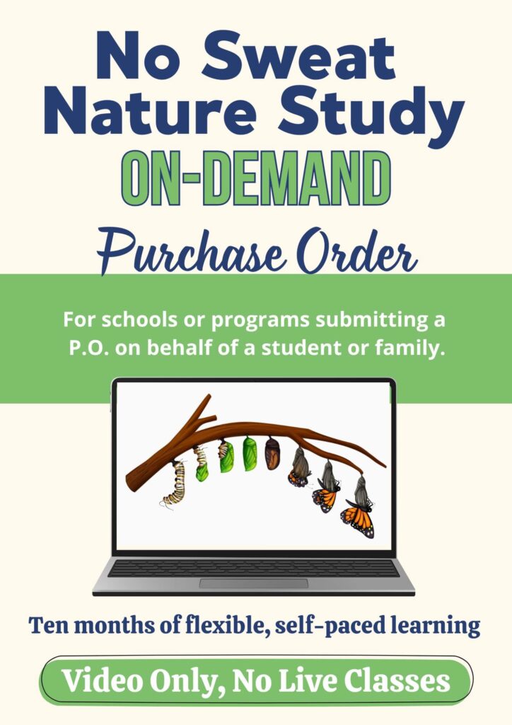 sales text and graphic with butterfly life cycle on laptop